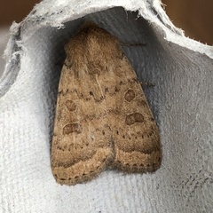 Hoplodrina blanda