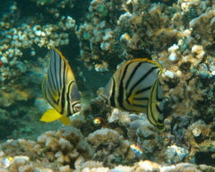 Chaetodon meyeri