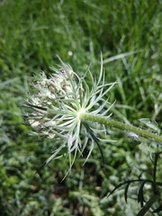 Daucus carota