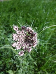 Daucus carota