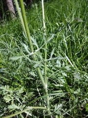 Daucus carota