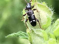 Phymatodes nitidus