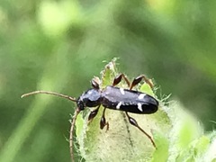 Phymatodes nitidus