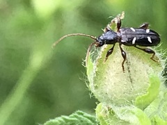 Phymatodes nitidus