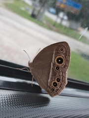 Mycalesis distanti