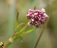 Valeriana dioica