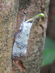 Pyrops watanabei