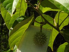 Byttneria grandifolia