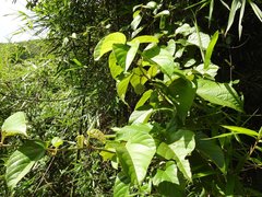 Byttneria grandifolia