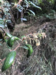 Comarostaphylis diversifolia diversifolia