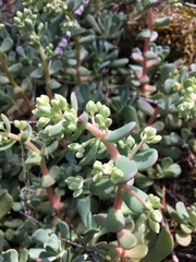 Sedum oregonense