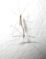 Idiocera