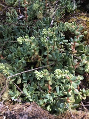 Sedum oregonense