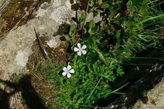 Geranium hayatanum