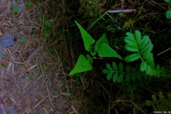 Persicaria runcinata