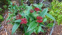 Viburnum urceolatum