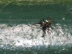 Phintella accentifera