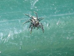 Phintella accentifera