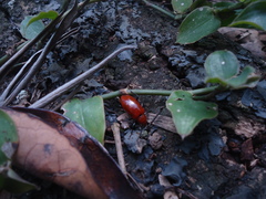 Strongylium hoepfneri