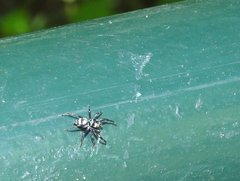 Phintella accentifera