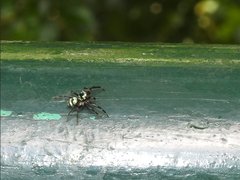 Phintella accentifera