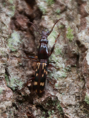 Arrhenodes minutus