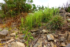Lycopodium japonicum
