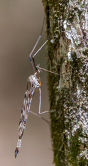 Tipula longiventris