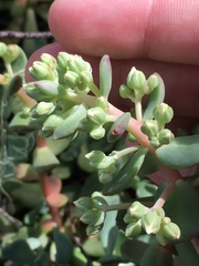 Sedum oregonense