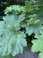 Gunnera tinctoria