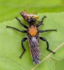 Laphria sericea