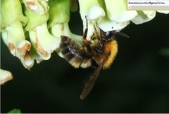 Bombus opulentus