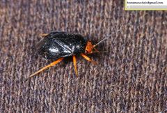 Strongylocoris leucocephalus