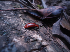 Strongylium hoepfneri