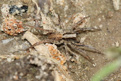 Xerolycosa miniata