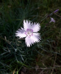 Dianthus plumarius