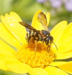 Dianthidium