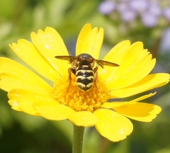 Dianthidium
