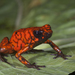 Little Devil Poison Frog - Photo (c) Brian Lee, some rights reserved (CC BY-NC)