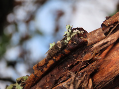 Haematopota pluvialis