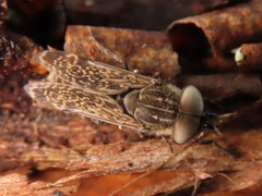 Haematopota pluvialis