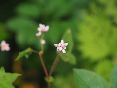 Persicaria thunbergii