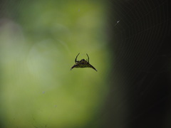 Gasteracantha sauteri