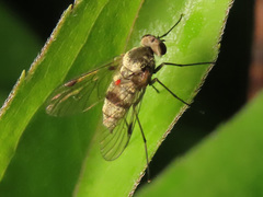 Chrysopilus splendidus