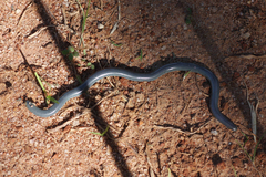 Afrotyphlops mucruso