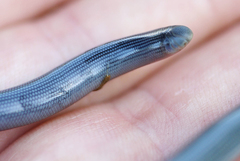 Afrotyphlops mucruso