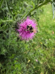 Bombus