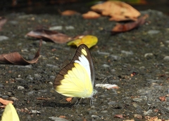 Appias lyncida eleonora
