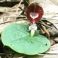 Corybas pruinosus
