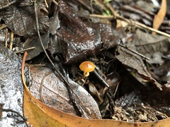 Conocybe filaris